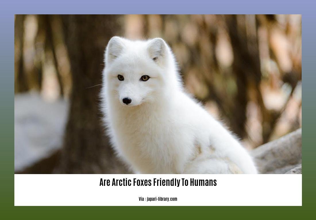 are arctic foxes friendly to humans 2