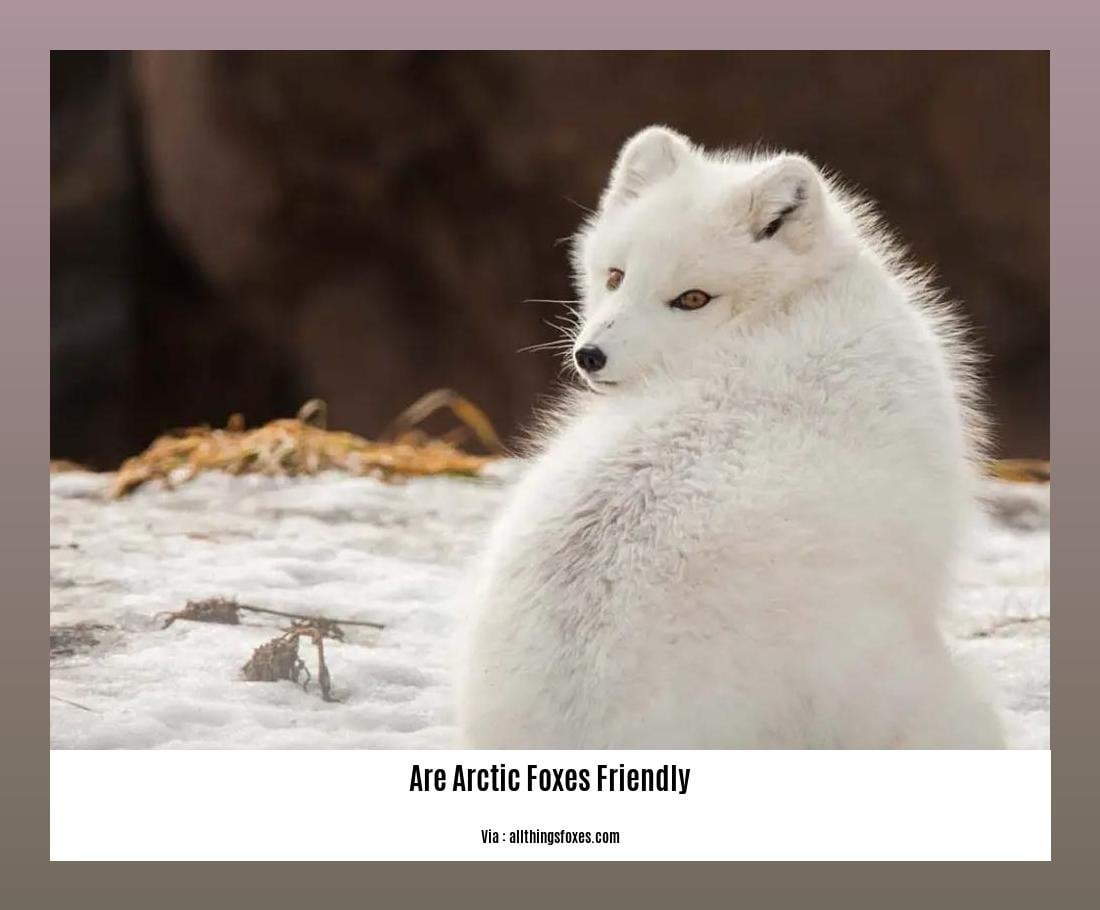 Are Arctic Foxes Friendly? Unveiling the Truth About Their Behavior