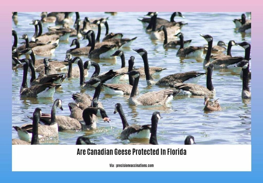 Are Canadian Geese Protected in Florida Understanding Wildlife Policies and Conservation Efforts