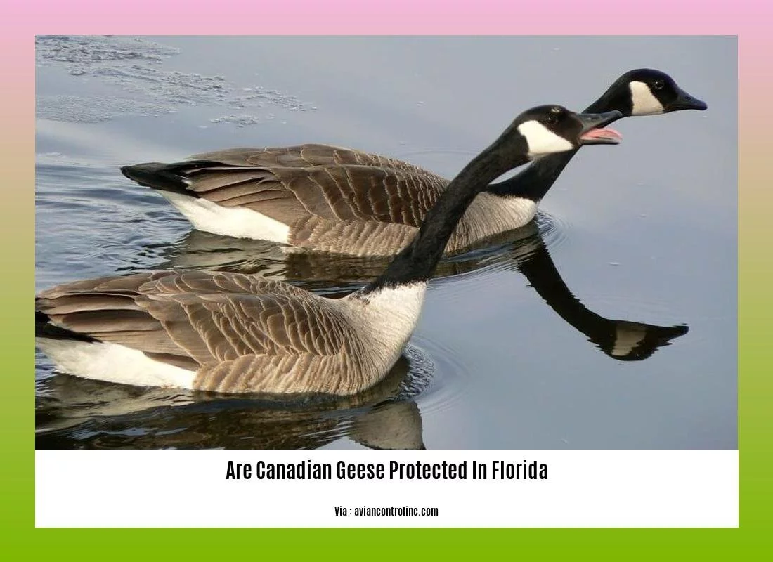 Canada goose bird protected best sale