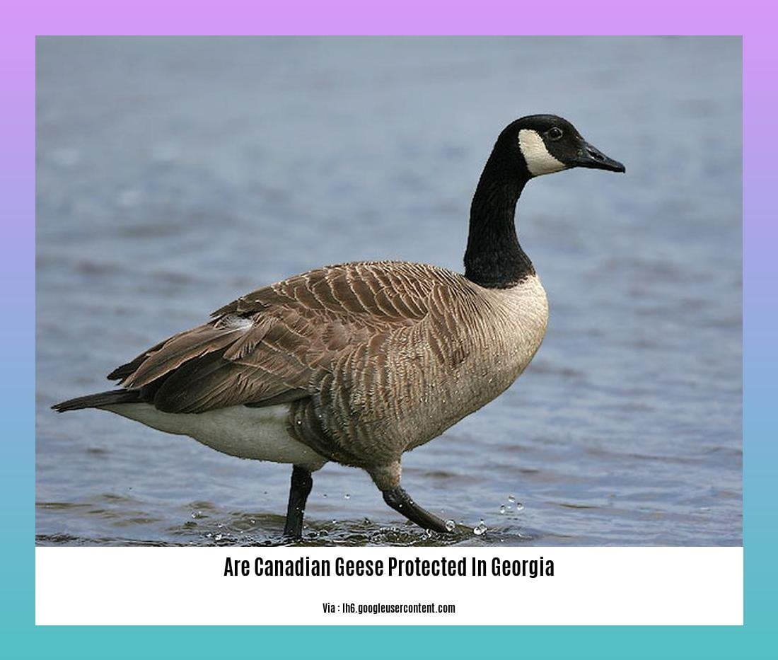 are canadian geese protected in georgia 2