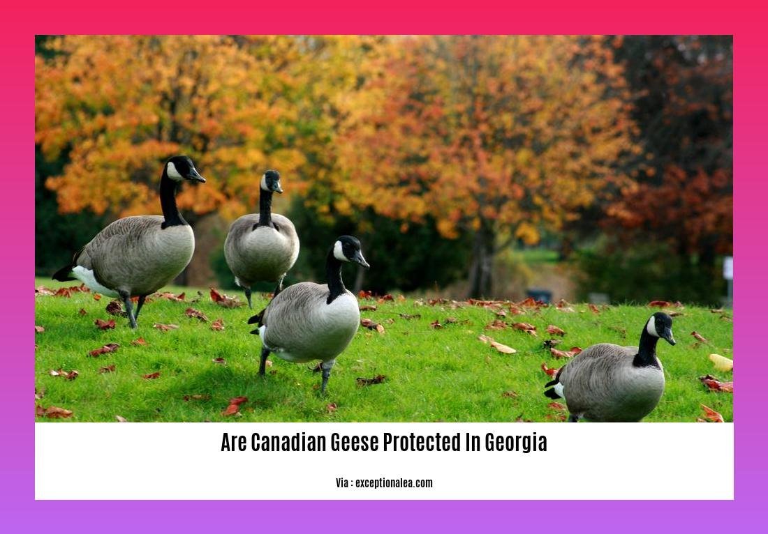 are canadian geese protected in georgia