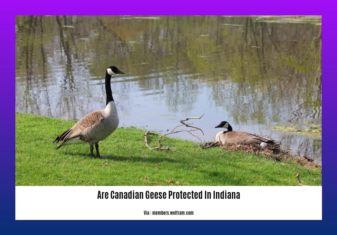 are canadian geese protected in indiana