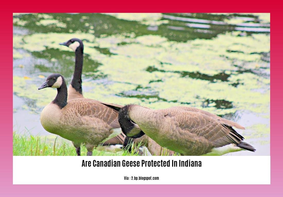 are canadian geese protected in indiana 2