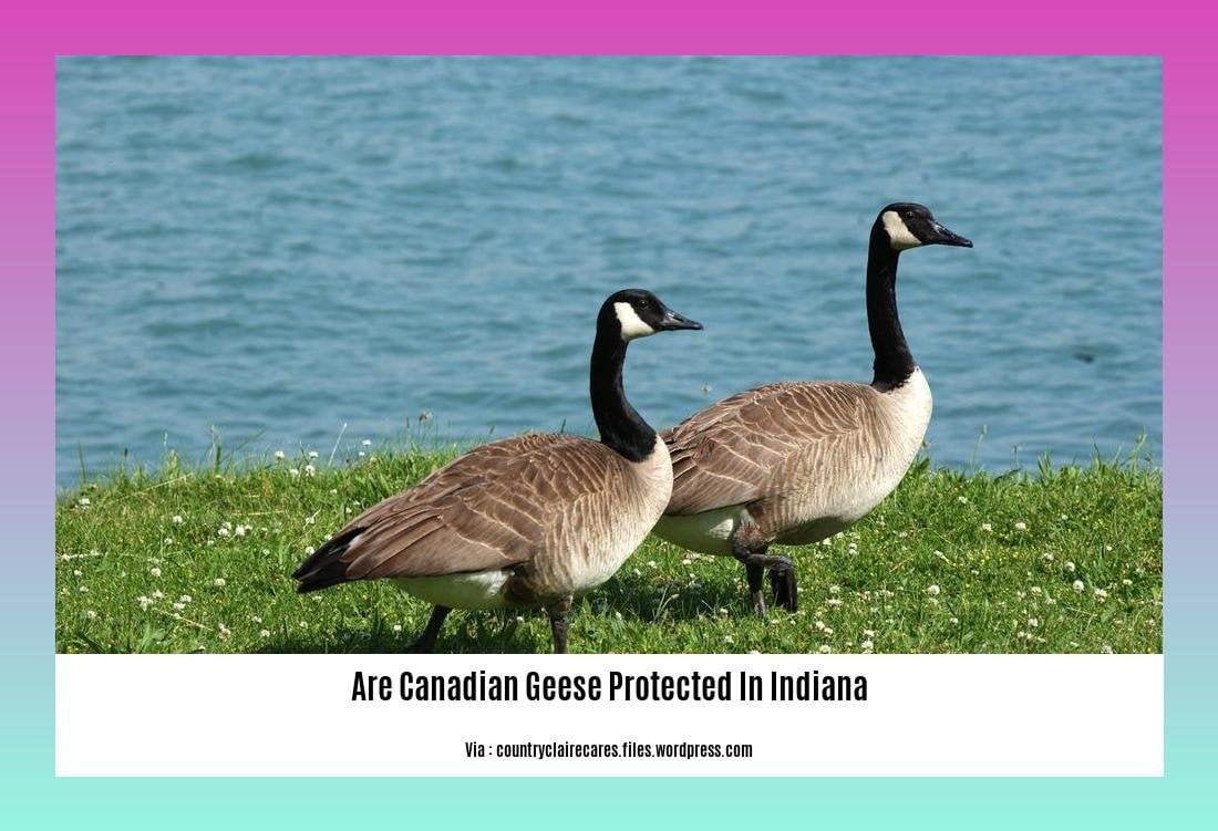 are canadian geese protected in indiana