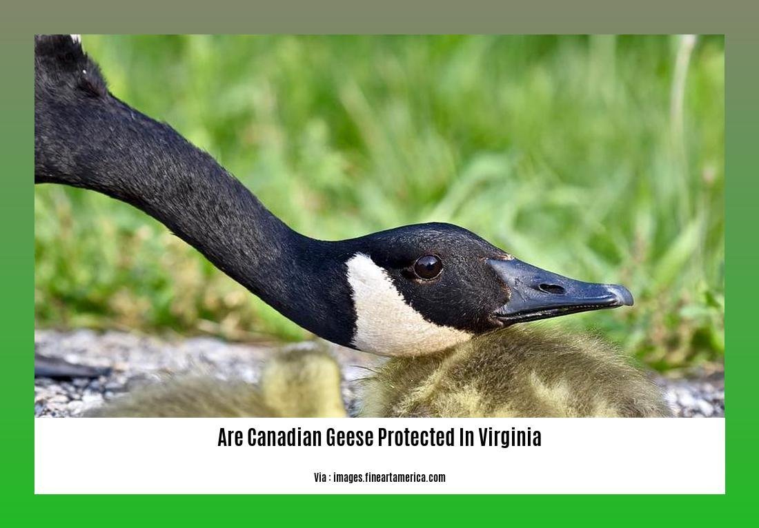are canadian geese protected in virginia