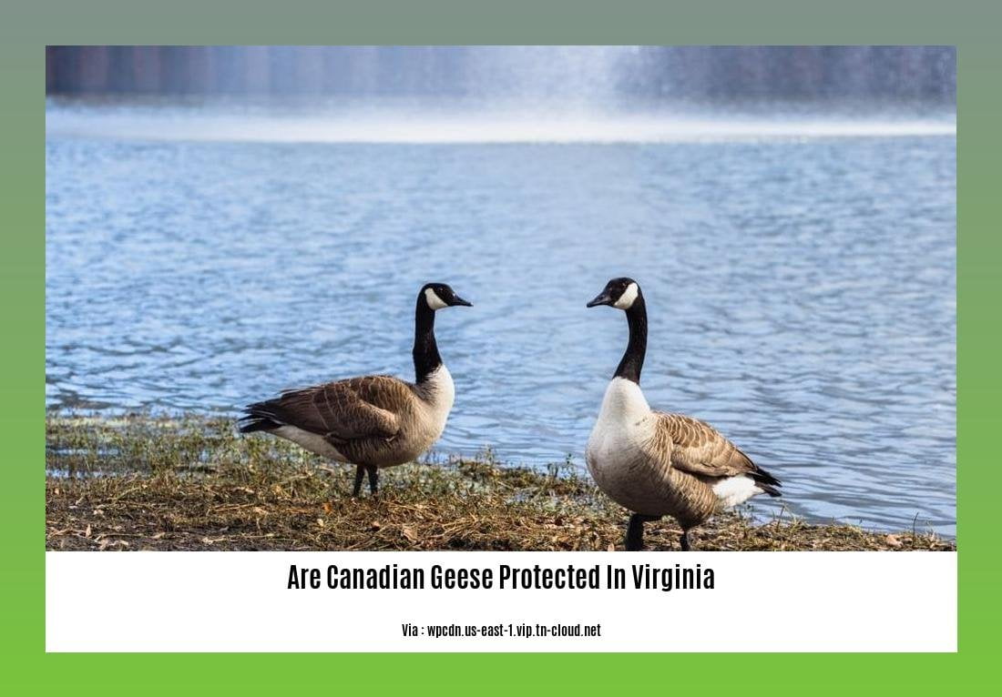 are canadian geese protected in virginia 2