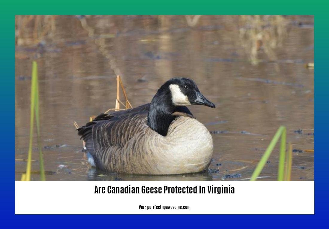 are canadian geese protected in virginia
