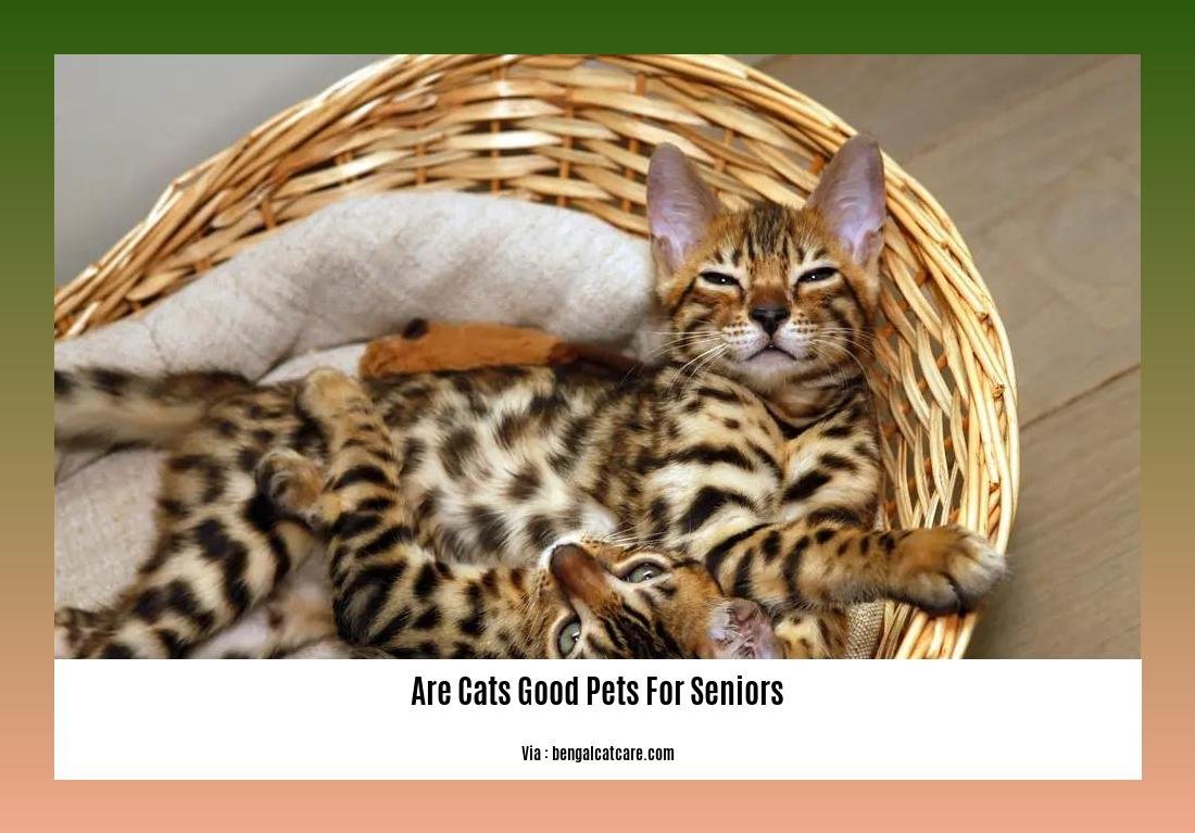 Are Cats Good Pets for Seniors? Exploring the Benefits of Feline ...