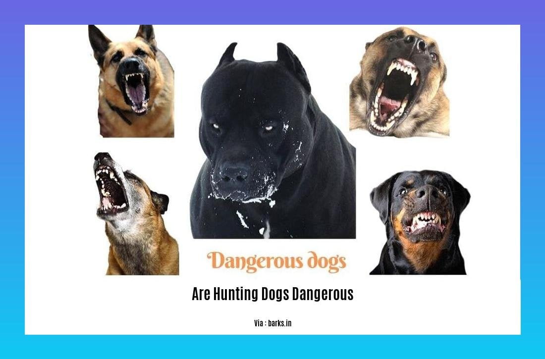 are hunting dogs dangerous