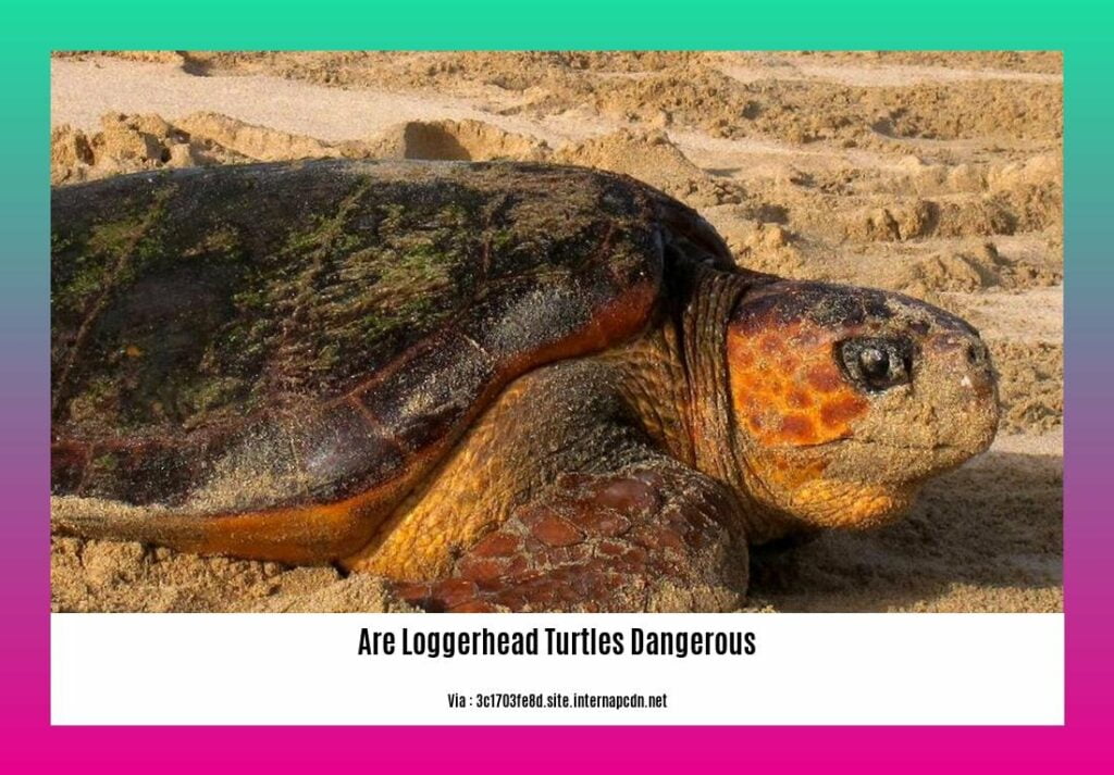 are-loggerhead-turtles-dangerous-dispelling-myths-and-revealing-the-truth