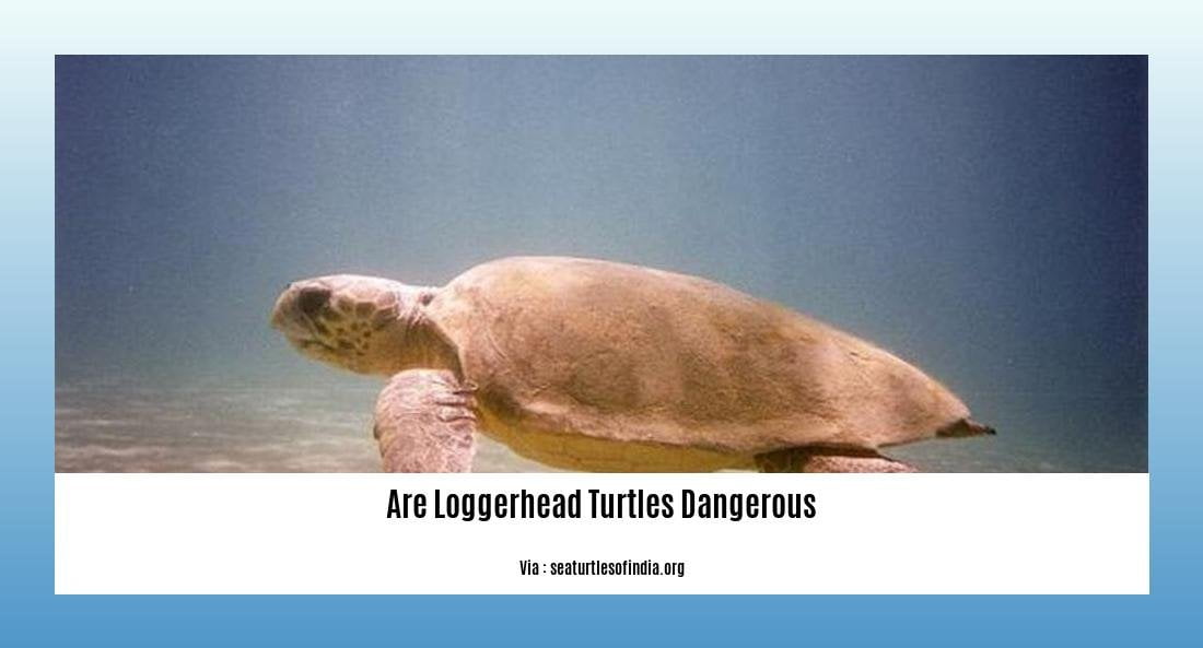 are loggerhead turtles dangerous