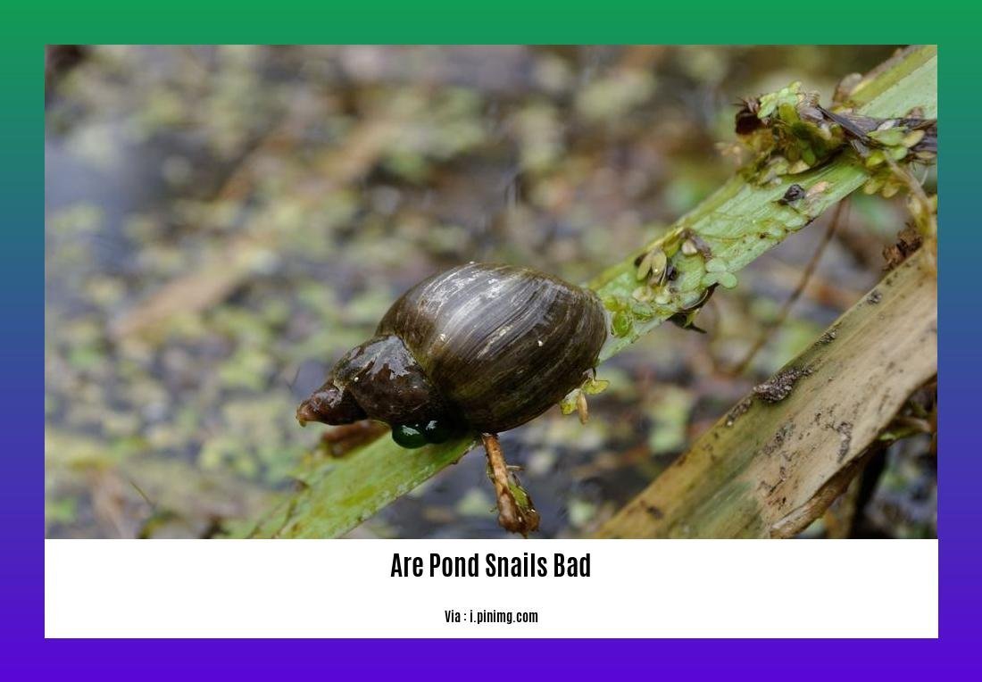 are pond snails bad