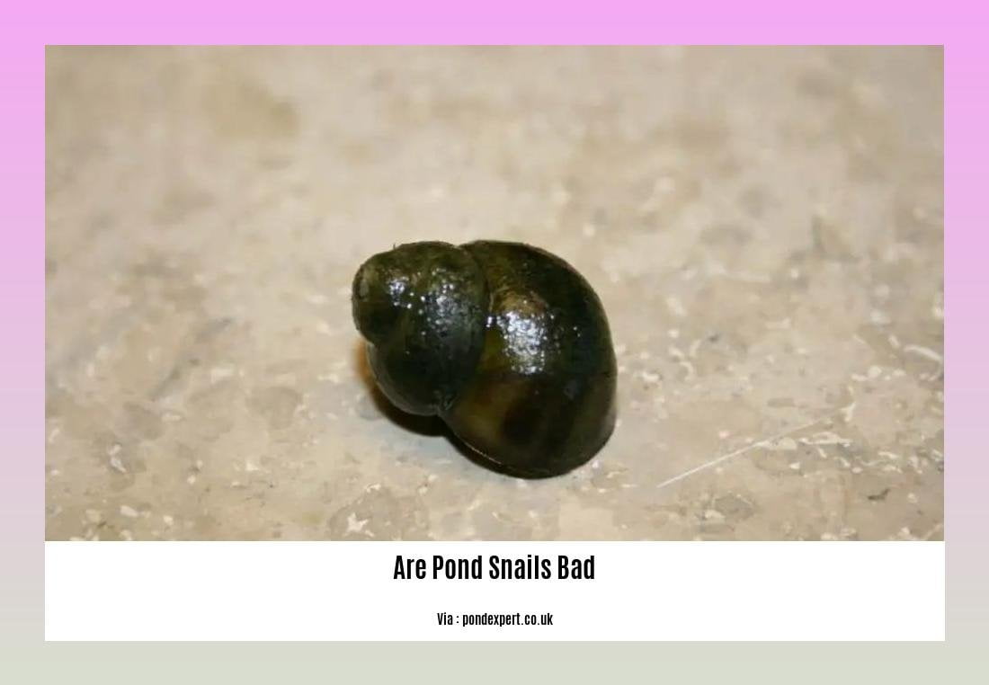 are pond snails bad 2