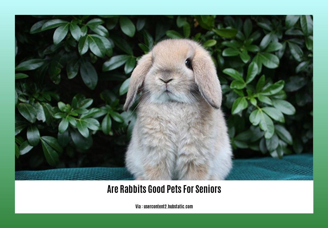 are rabbits good pets for seniors