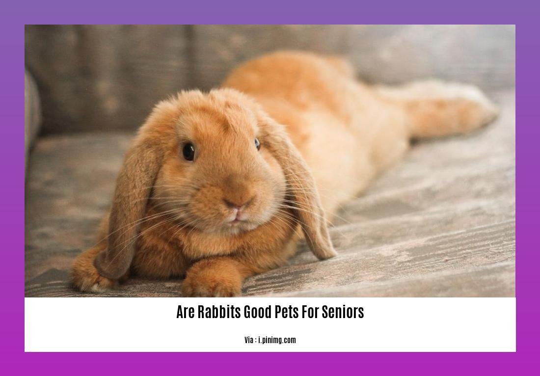are rabbits good pets for seniors 2