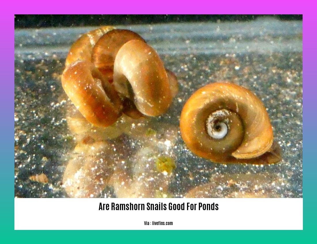 are ramshorn snails good for ponds