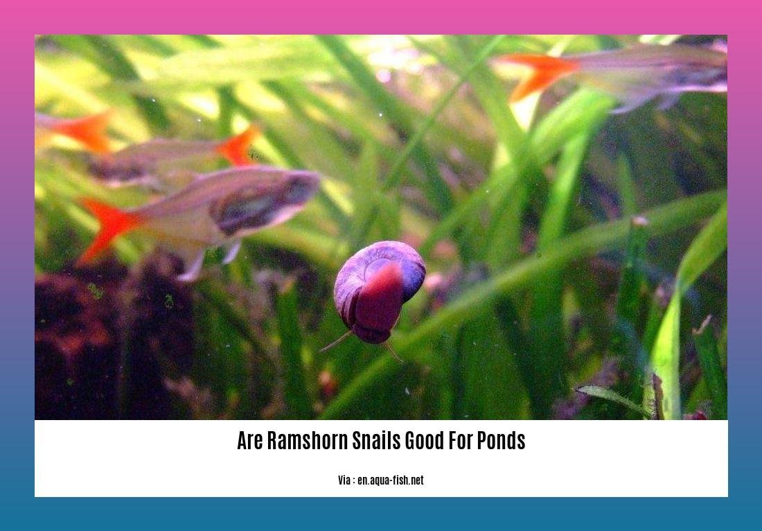are ramshorn snails good for ponds 2