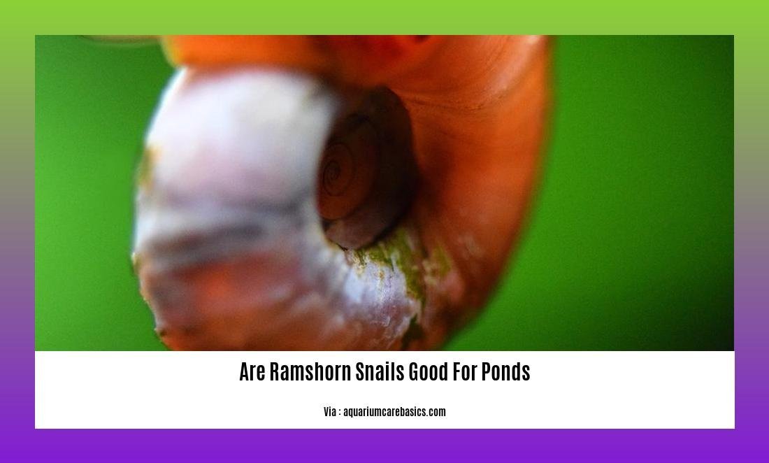 are ramshorn snails good for ponds