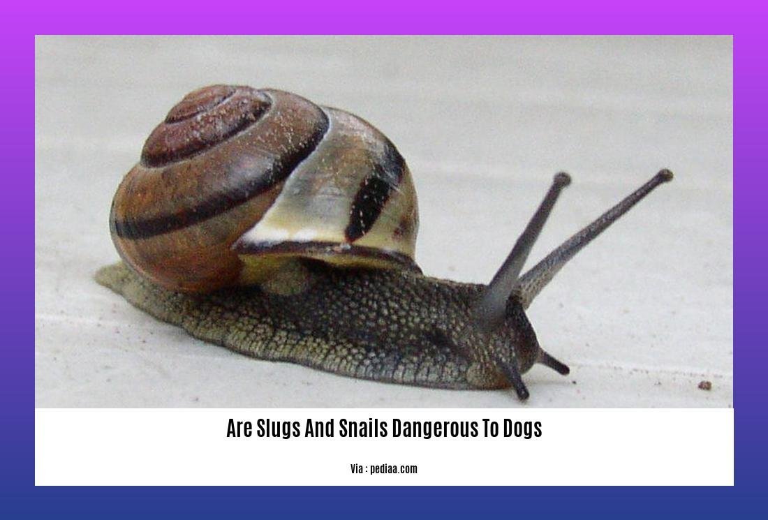 are slugs and snails dangerous to dogs 2