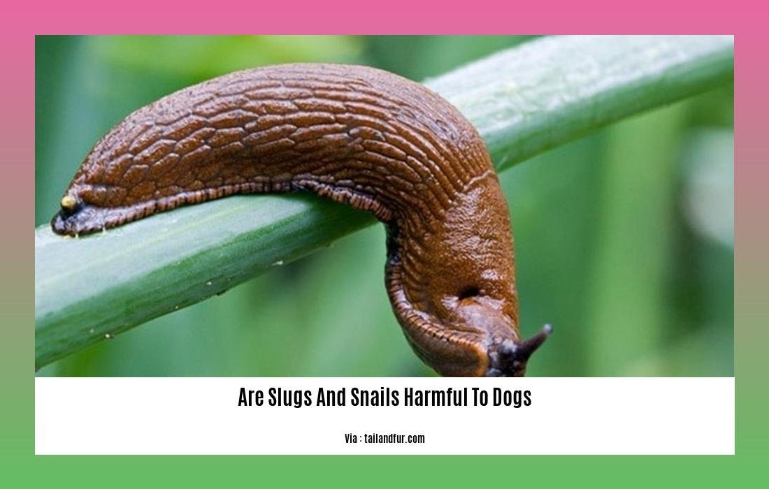 are slugs and snails harmful to dogs 2