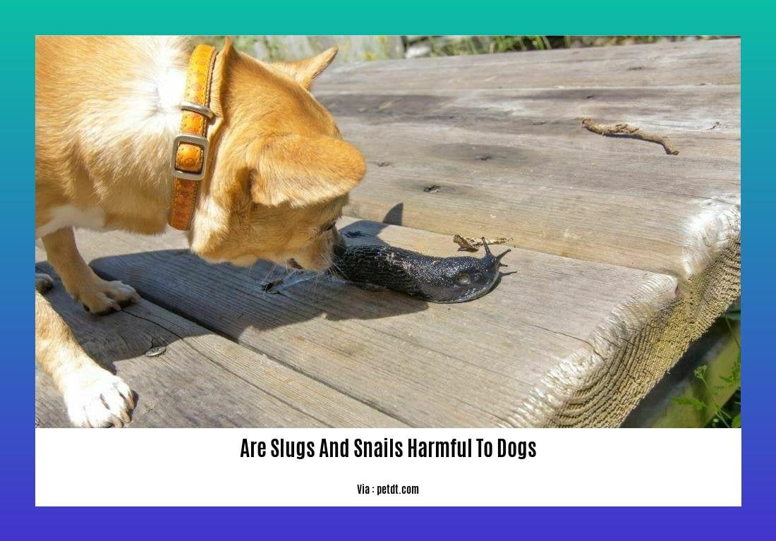 are slugs and snails harmful to dogs