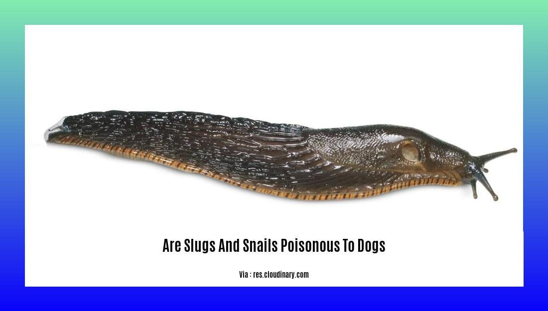 are slugs and snails poisonous to dogs 2