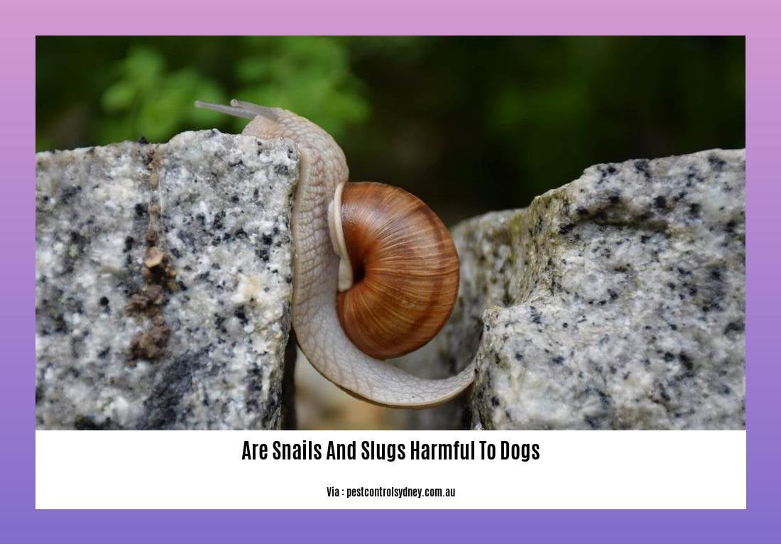 are snails and slugs harmful to dogs