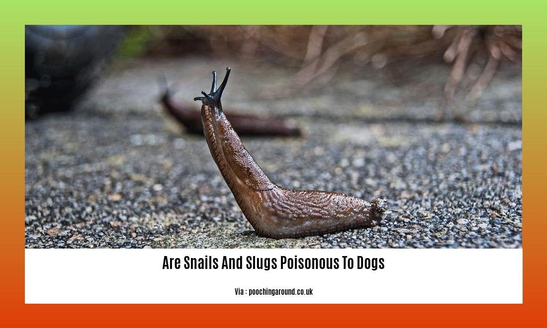 are snails and slugs poisonous to dogs