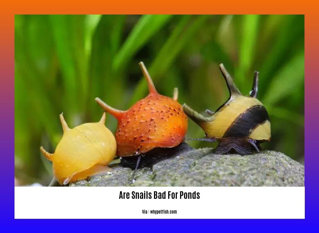 are snails bad for ponds