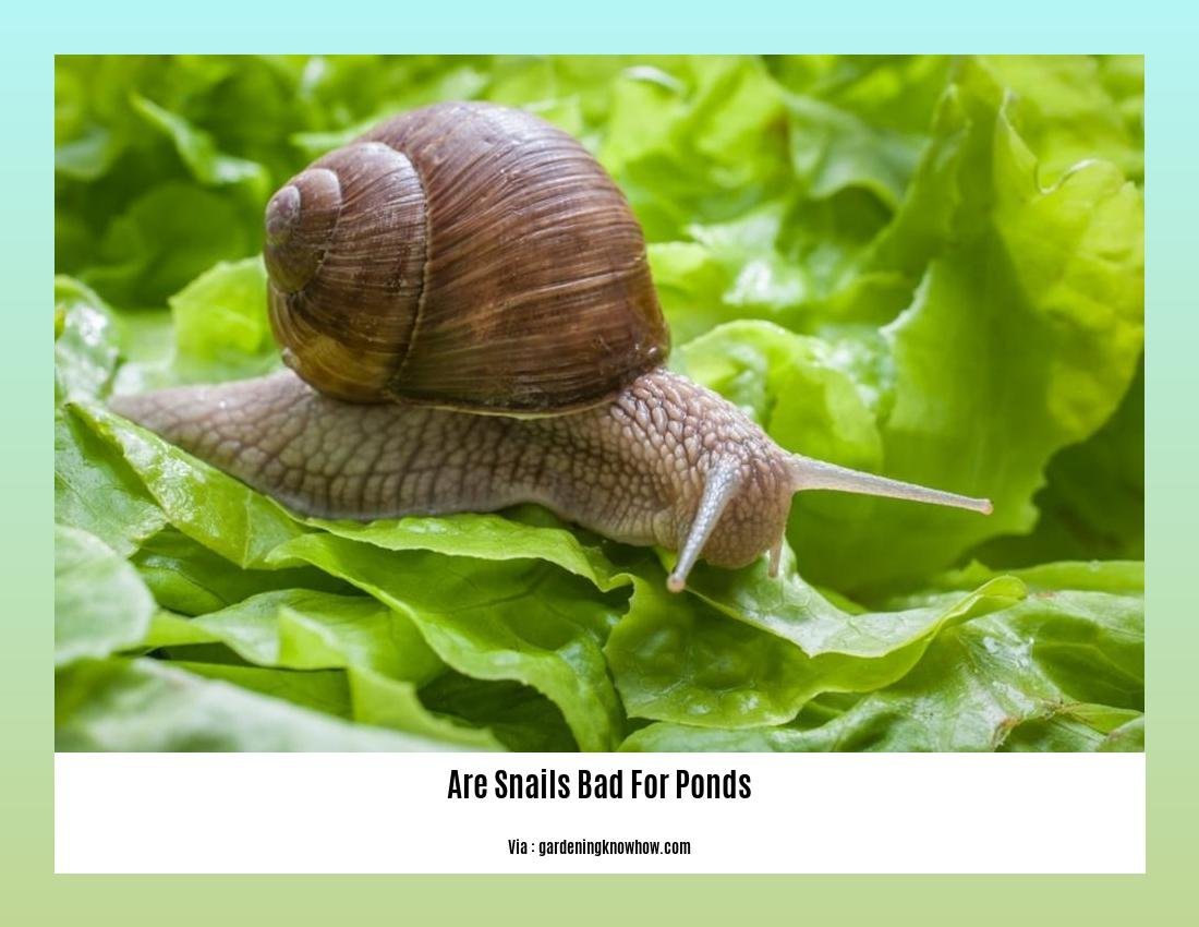 are snails bad for ponds 2