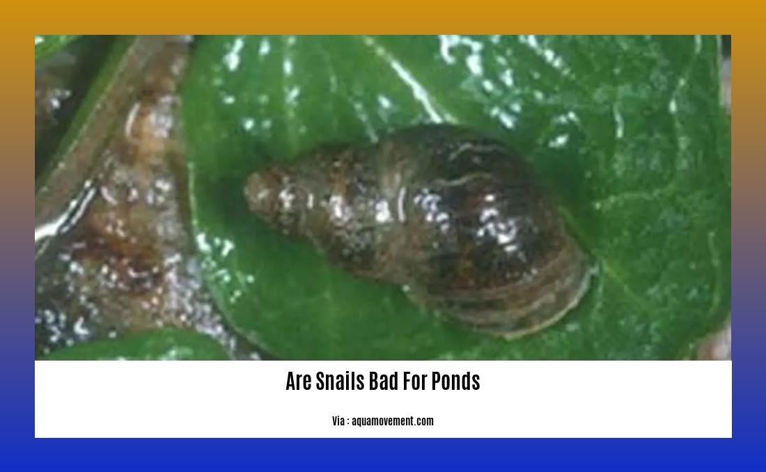 are snails bad for ponds