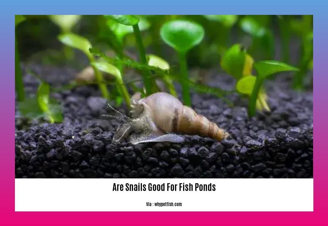 are snails good for fish ponds