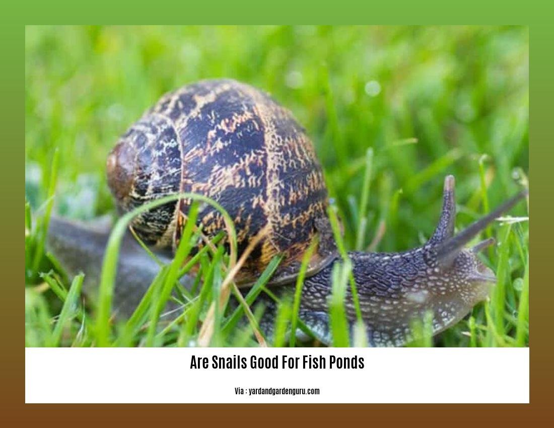 are snails good for fish ponds 2