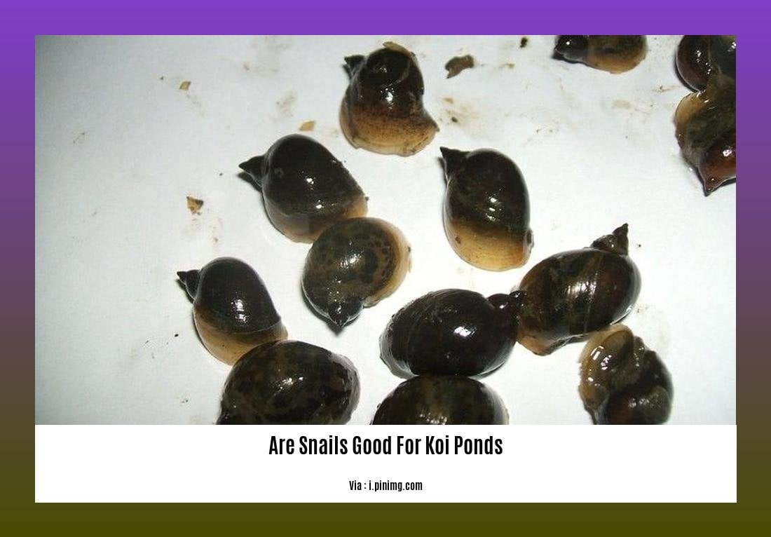 are snails good for koi ponds