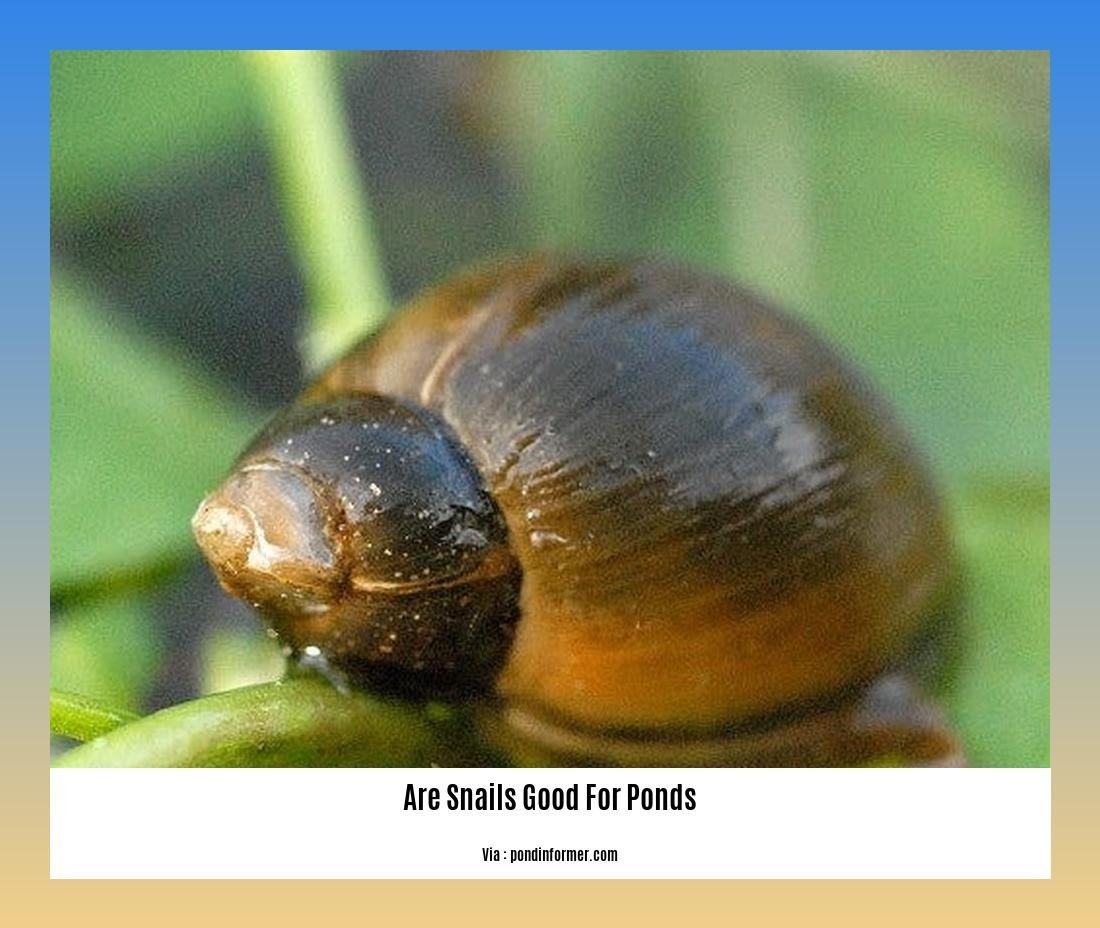 are snails good for ponds