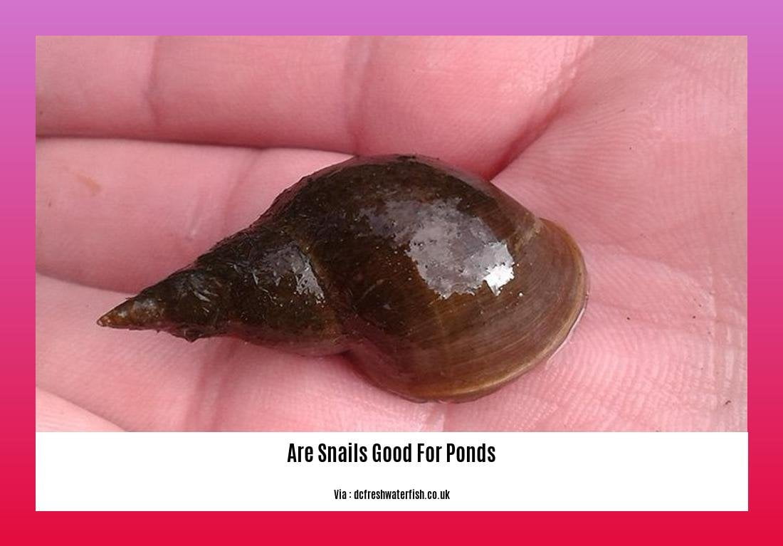 are snails good for ponds 2