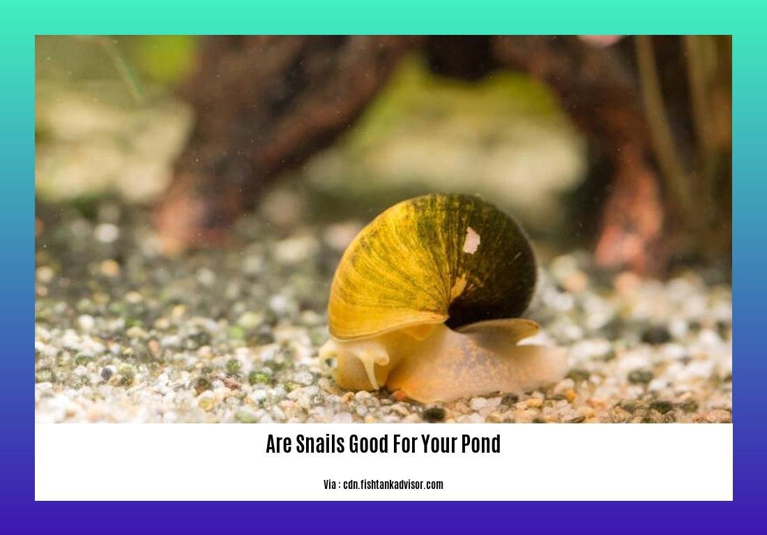 are snails good for your pond