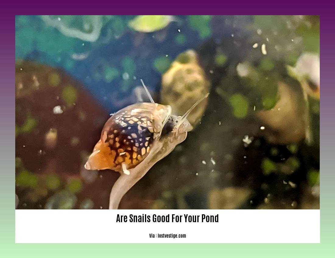 are snails good for your pond 2