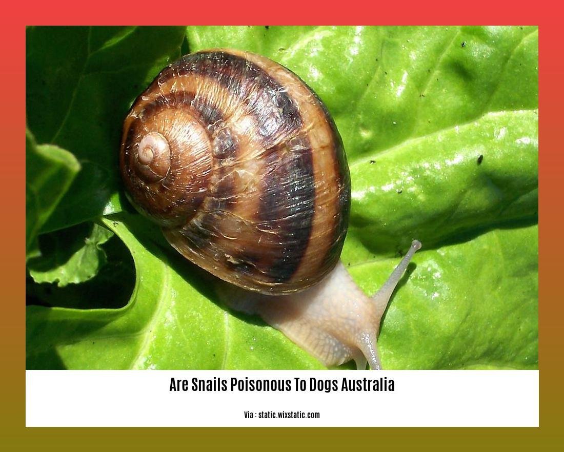 are snails poisonous to dogs australia