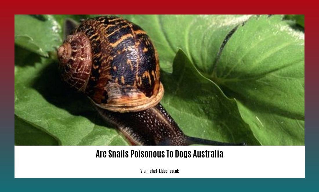 are snails poisonous to dogs australia