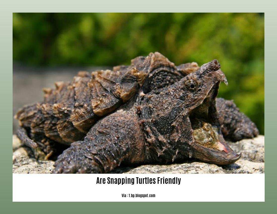 are snapping turtles friendly 2