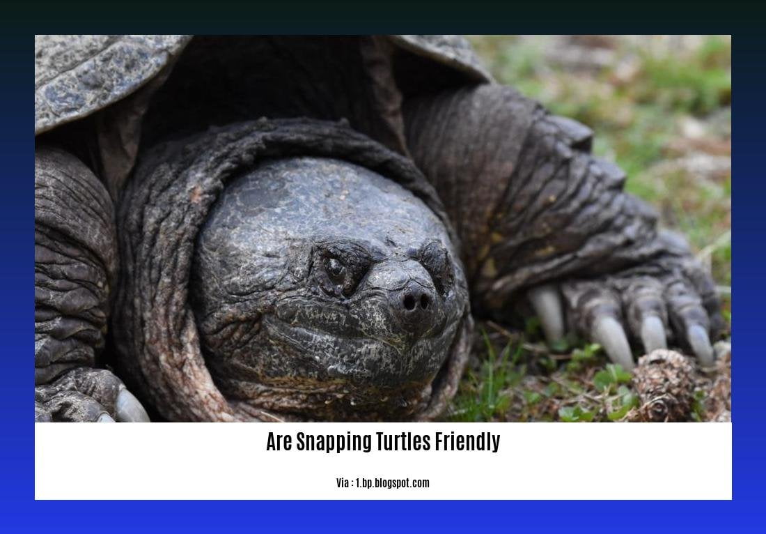 are snapping turtles friendly