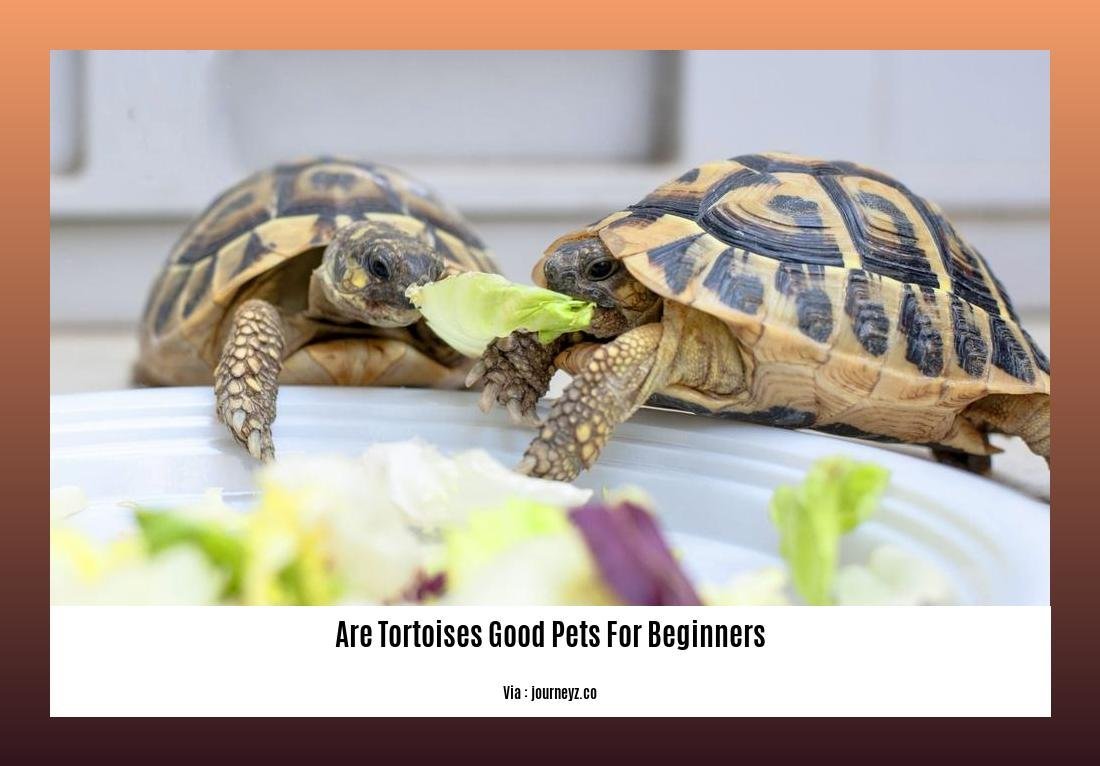 are tortoises good pets for beginners