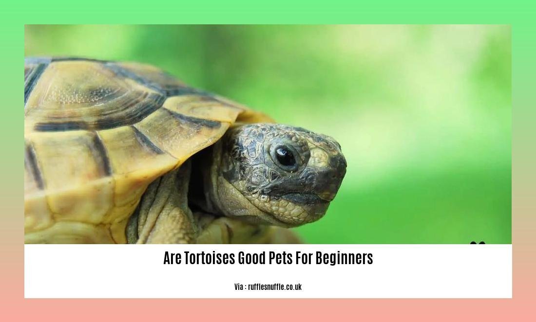 are tortoises good pets for beginners 2