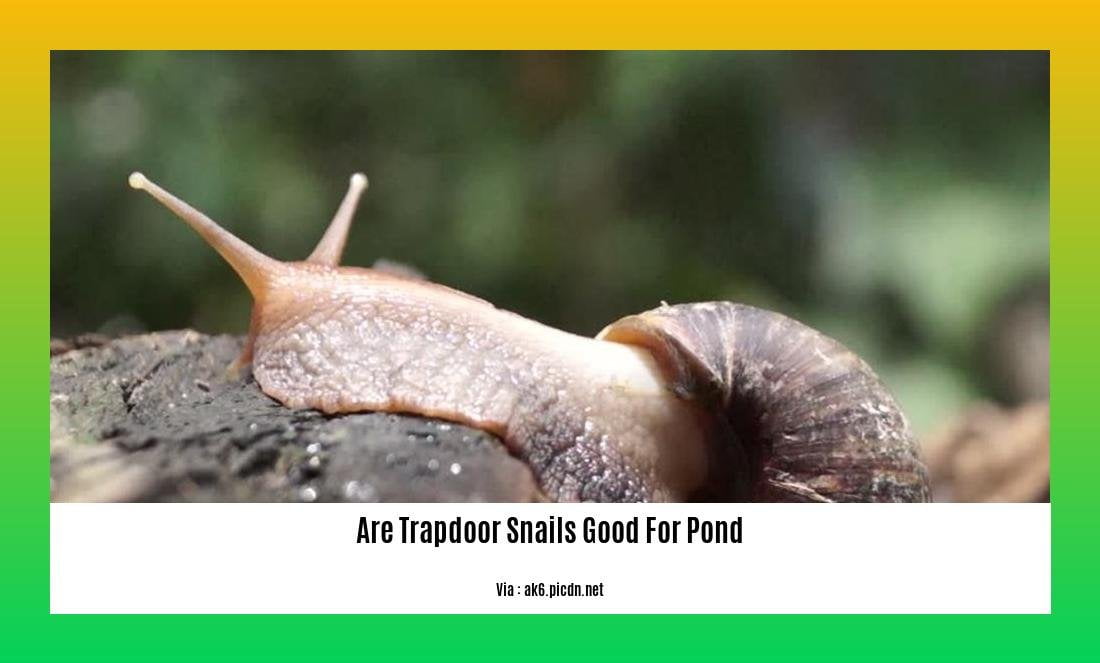 are trapdoor snails good for pond 2