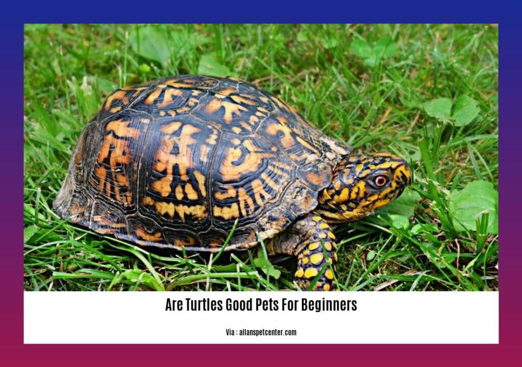 Are Turtles Good Pets for Beginners? A Seasoned Pet Enthusiast's Insights