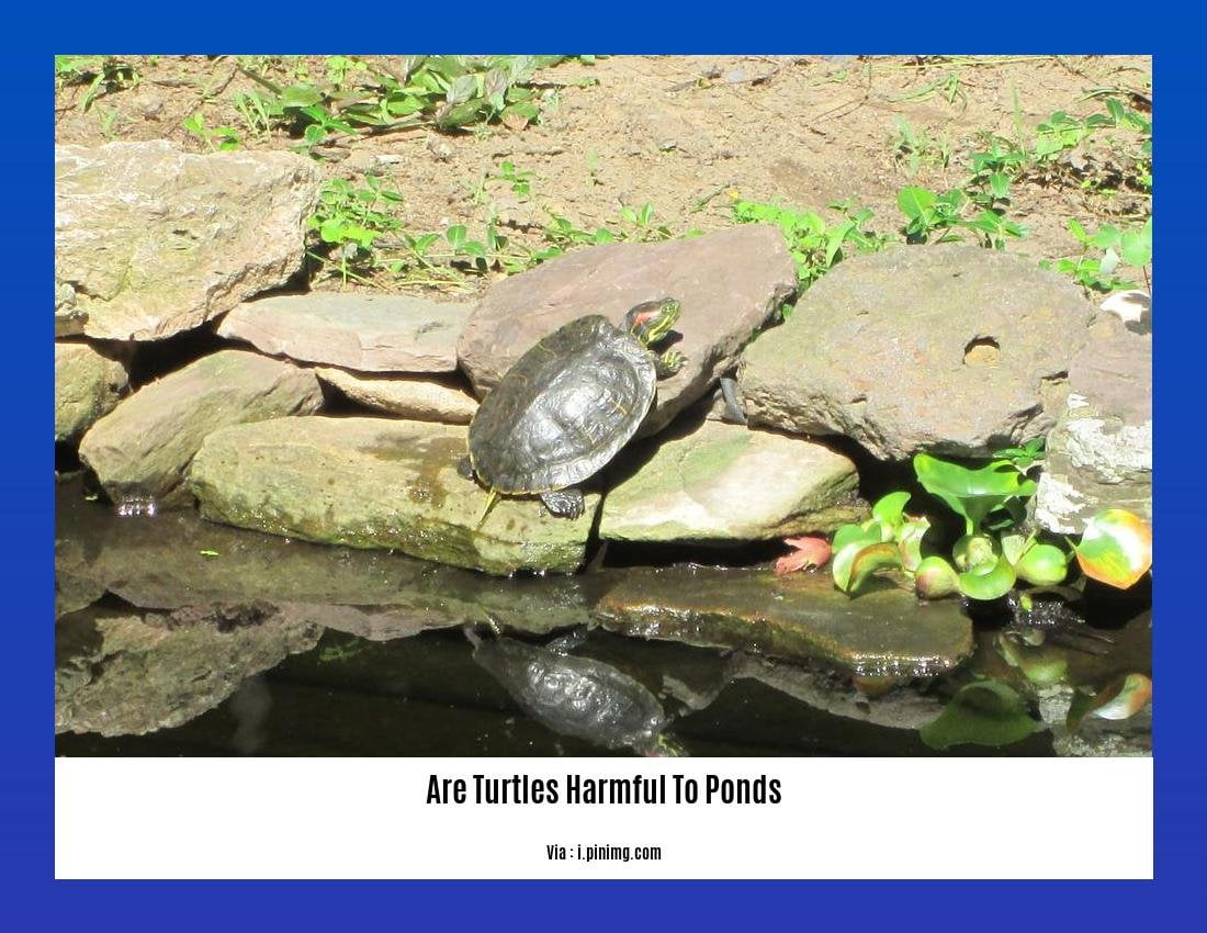 are turtles harmful to ponds 2