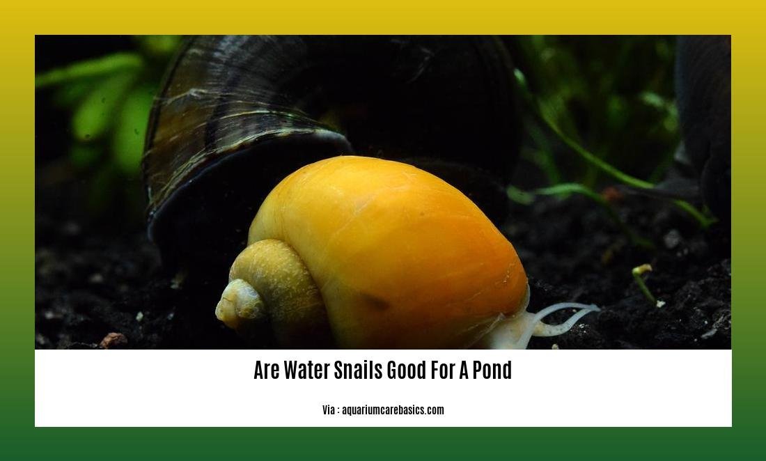are water snails good for a pond 2