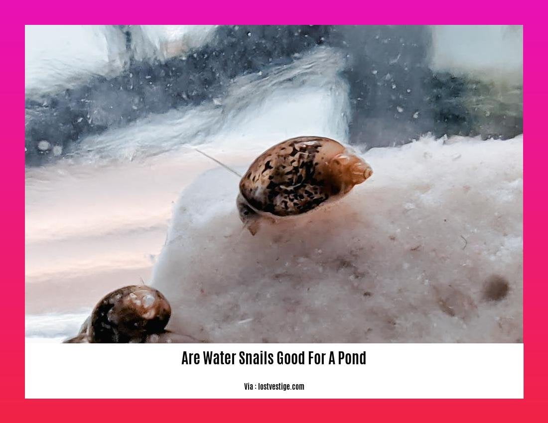 are water snails good for a pond